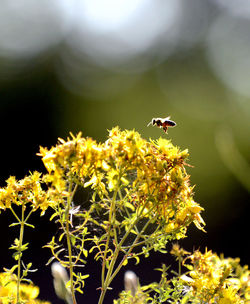 Close-up of bee pollinating on flower