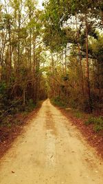 Road amidst trees in forest