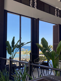 Potted plants on window of building