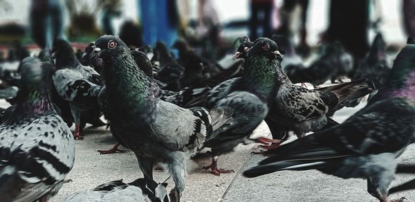 Close-up of birds