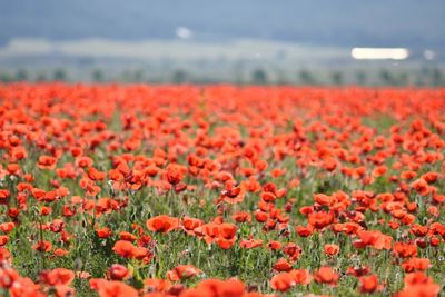 Red flowers blooming in field