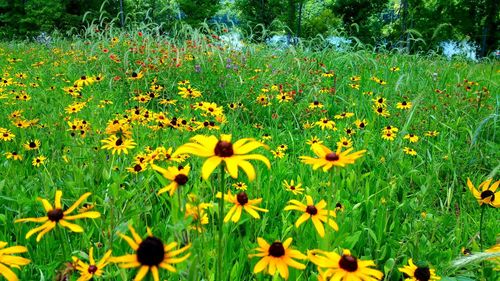 Close-up of yellow flowers blooming in field