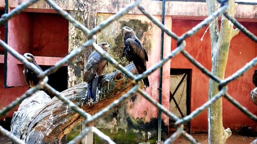 Close-up of bird seen through chainlink fence