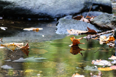 Close-up of autumn leaves floating on water