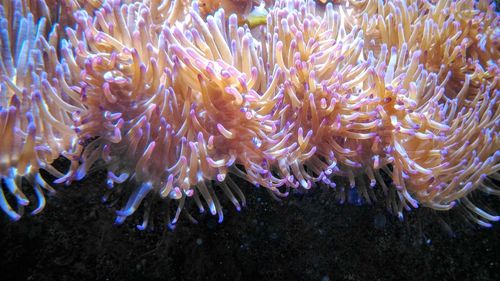 Close-up of coral in sea