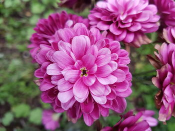 Close-up of pink dahlia flowers