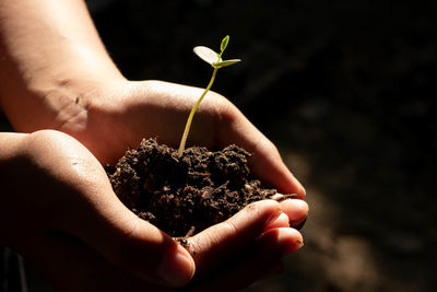 Close-up of hand holding small plant