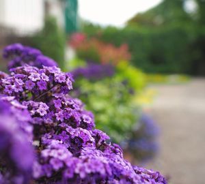 Close-up of purple flowering plants in garden