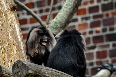 Monkey sitting on tree in zoo