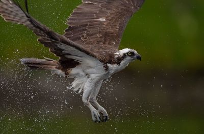 Close-up of eagle flying mid-air