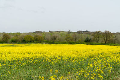 Scenic view of oilseed rape field against sky