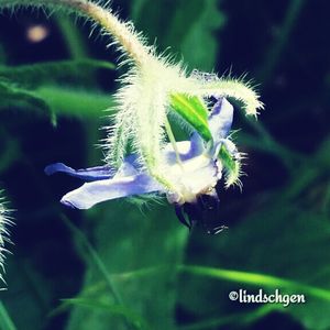 focus on foreground