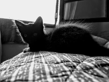 Close-up of cat resting on sofa