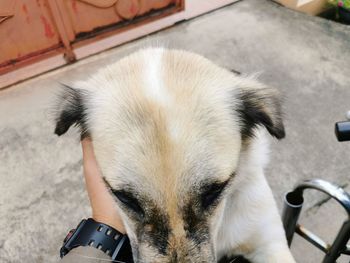 Close-up of hand holding dog