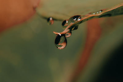 Close-up of water drops on leaves