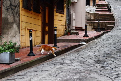 Cat on street amidst buildings