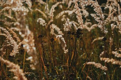 Close-up of flowering plants on field