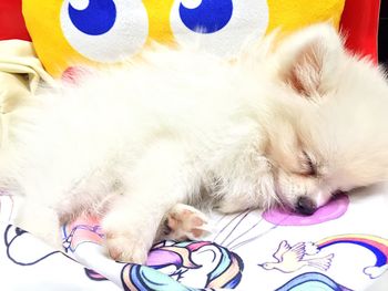 White cat sleeping on tiled floor