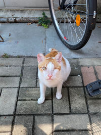 High angle view portrait of cat on footpath