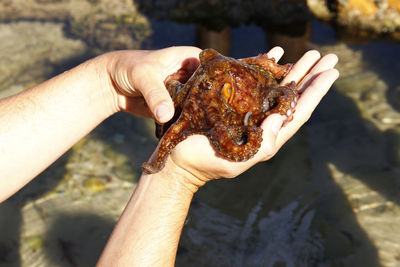 Close-up of hand holding octopus