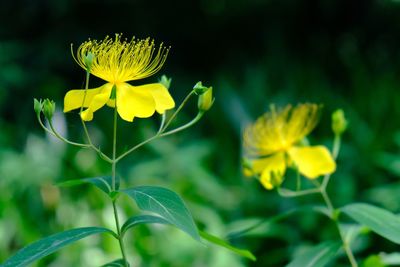 Close-up of yellow flowering plant on field
