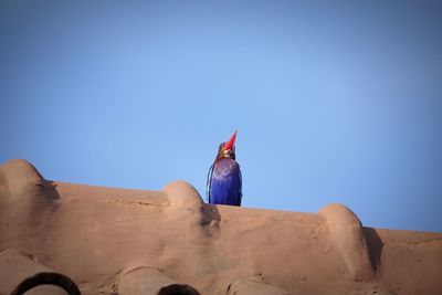 Low angle view of bird perching against clear blue sky