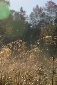 Close up of plant