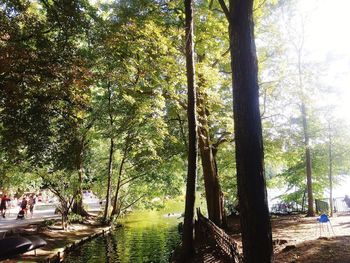 People on footpath amidst trees in forest