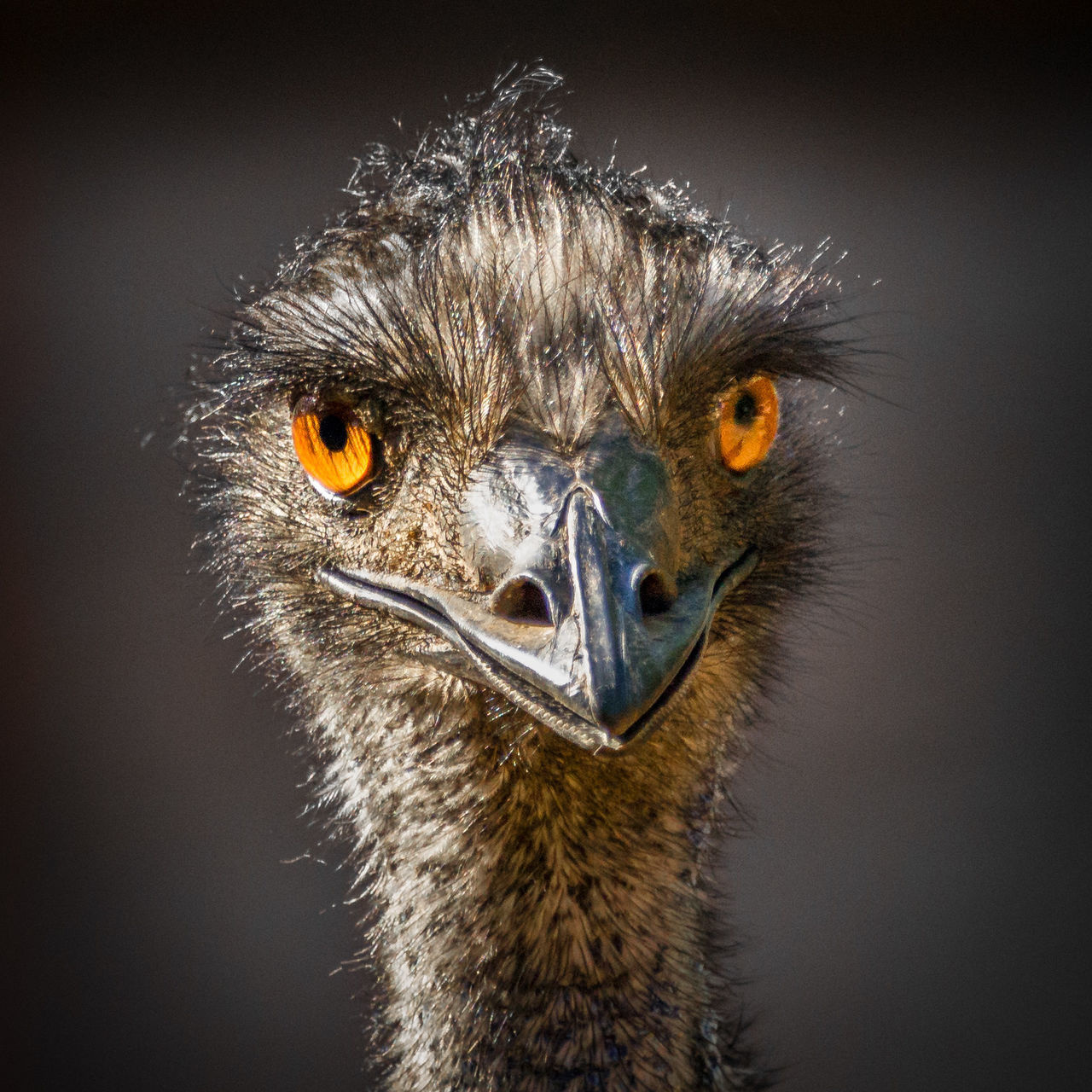 CLOSE-UP OF A BIRD