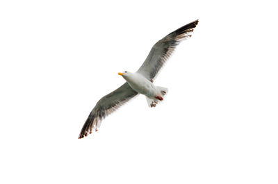 Seagull flying against clear sky