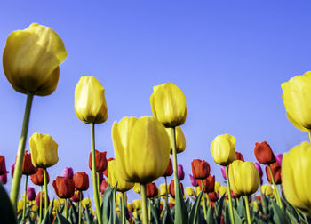 Close-up of yellow tulips against clear sky