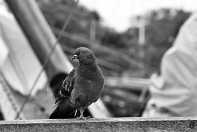 Close-up of pigeon perching on railing