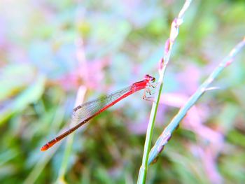 Close-up of dragonfly on plant