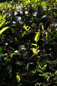 Close-up of plants growing on field