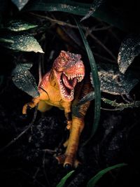 High angle view of a turtle on field