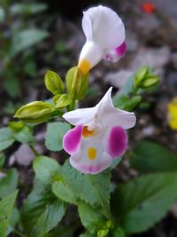 Close-up of flowers blooming outdoors