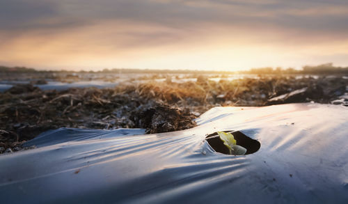 Surface level of snow on land during sunset