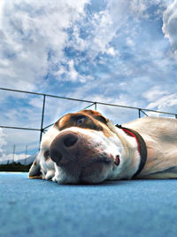 Close-up of dog relaxing on ground