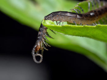 Close-up of insect on leaf