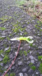 Plants growing on rocks