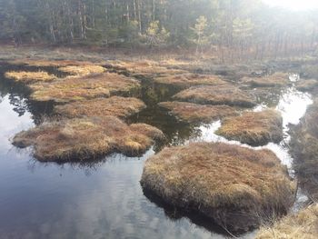 Reflection of trees in water
