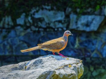 Mourning dove perching on rock