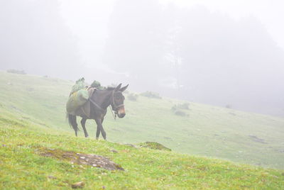 Horse on field against sky