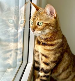 Bengal cat looking through the window