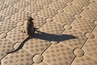 Monkey sitting on floor in sunny day