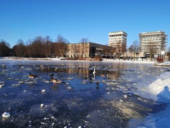Birds in frozen lake against sky during winter