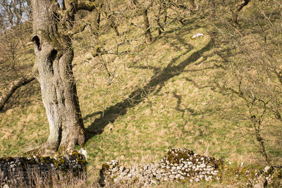 Shadow of tree