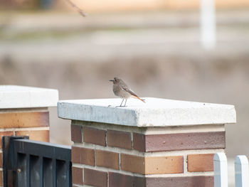 Close-up of bird perching on retaining wall