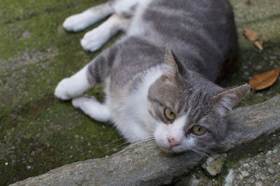 Portrait of cat relaxing outdoors