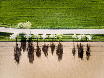 Aerial view of farm during sunny day